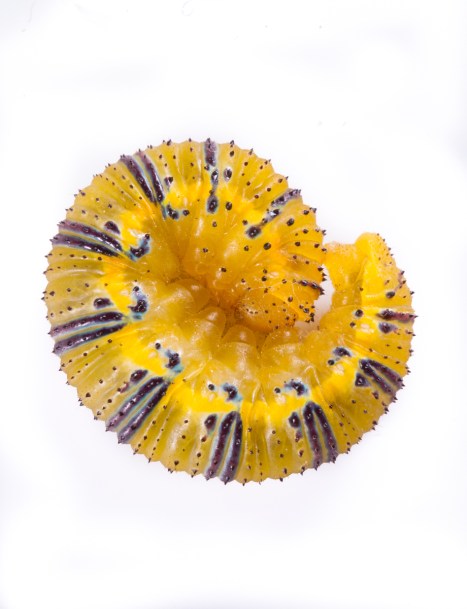 Cloudless Sulphur larva curled vertical