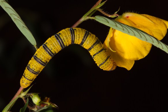  Cloudless Sulphur larva