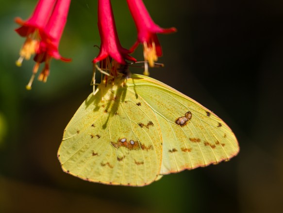 Cloudless Sulphur on Coral Honeysuckle