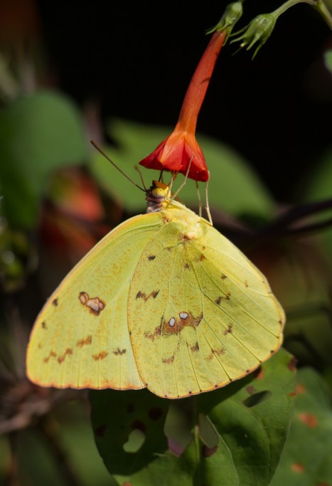Cloudless Sulphur on small red morning glory
