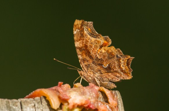 Comma feeding on fig 1