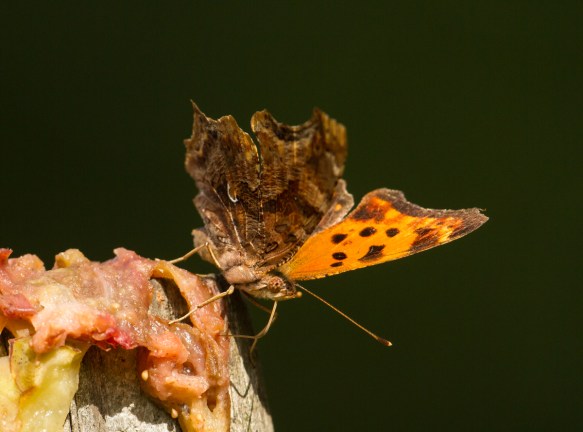 Comma feeding on fig