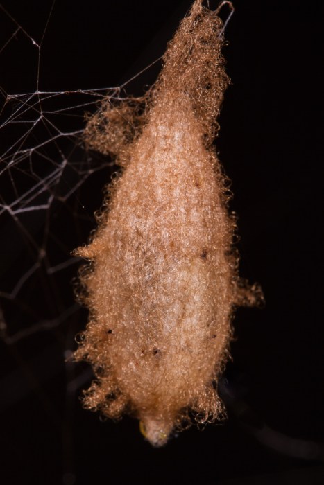 completed wasp cocoon