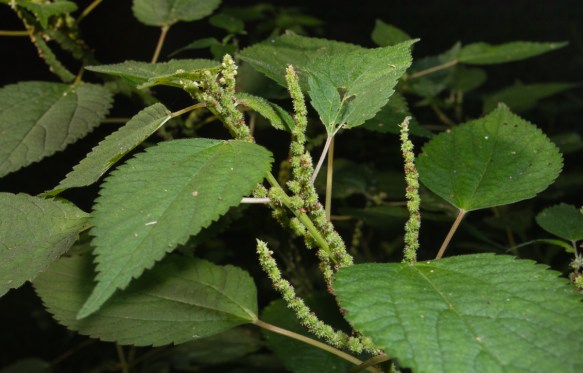 False Nettle