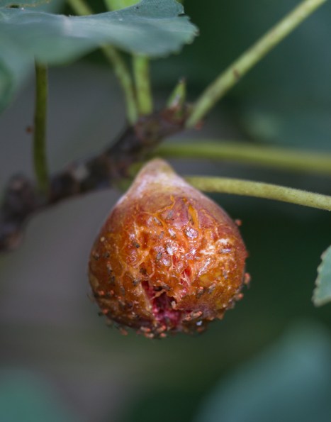 Fig with fruit flies