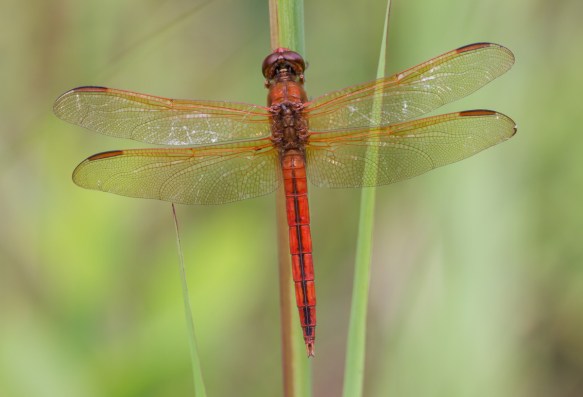 Needham's Skimmer 