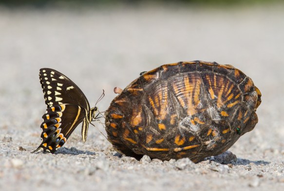 Palamedes Swallowtail on dead box turtle