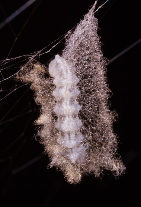 Parasitic grub spinning cocoon