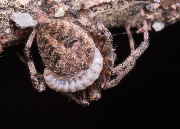Parasitic Wasp captured by spider 2