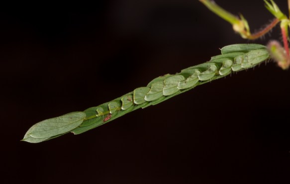 Partridge Pea closed leaf