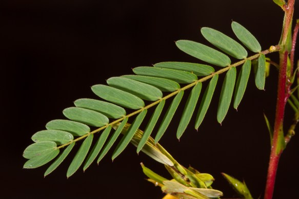 Partridge Pea open leaf