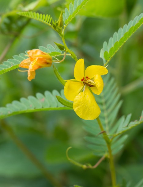 Partridge Pea plant