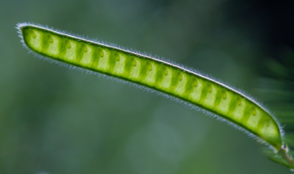 Partridge Pea seed pod backlit
