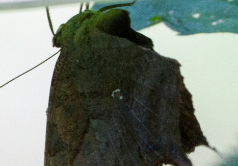 Question Mark confirmed