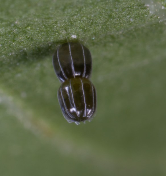Question Mark egg stack of 2