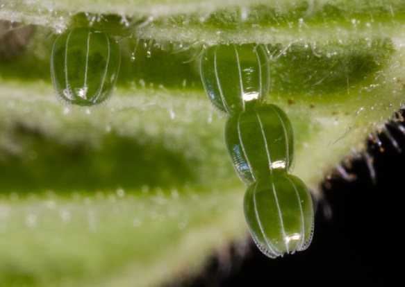 Question Mark egg stack of 3 b