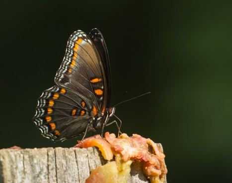Red-spotted Purple on fence post