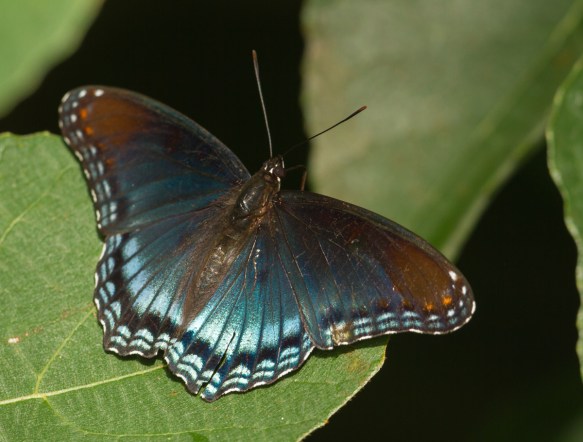 Red-spotted Purple spread wing
