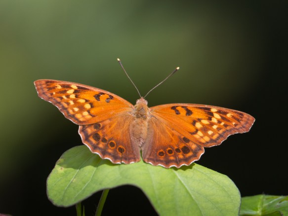 Tawny Emperor
