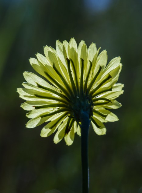 Back view of False Dandelion flower as it faces the morning sun
