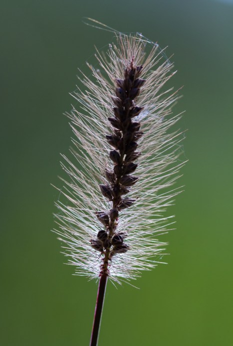 Backlit grass seed head