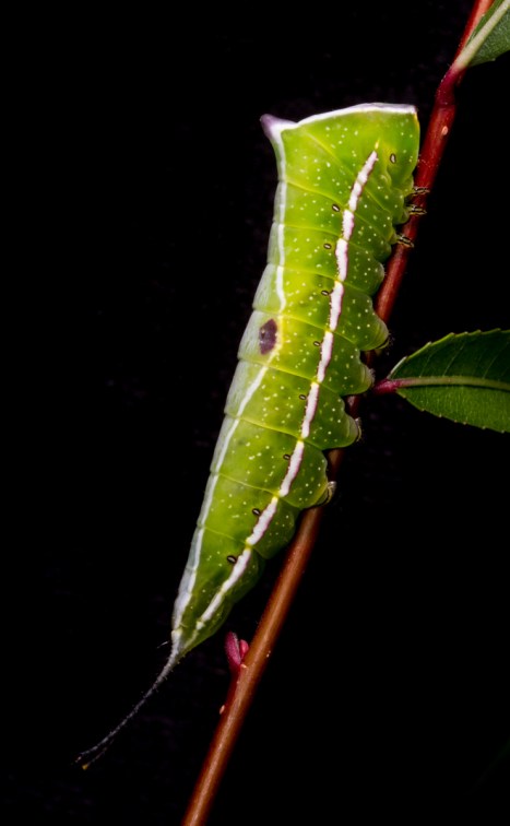 Black-etched Prominent 3