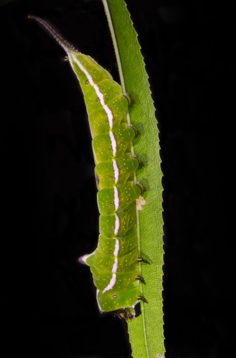 Black-etched Prominent 5a