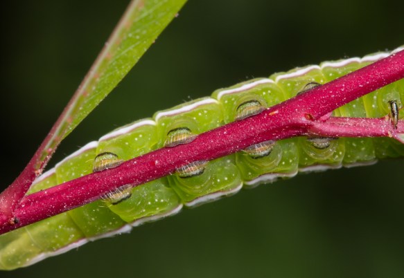 Black-etched Prominent close up of legs