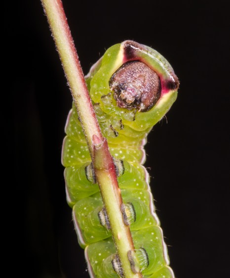 Black-etched Prominent face