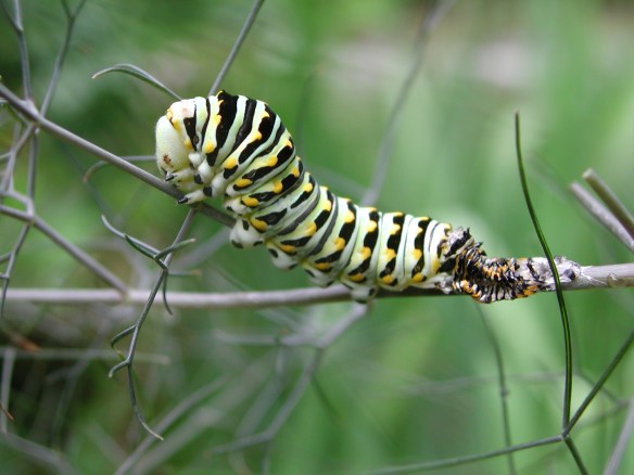 black swallowtail caterpillar after molt