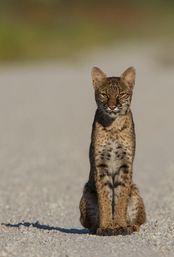 Bobcat sitting 1