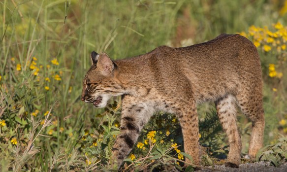 Bobcat steps into vegetation