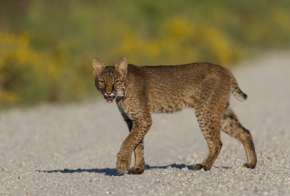 Bobcat walking toward road edge looking at us