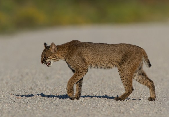 Bobcat walking toward road edge