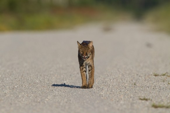 Bobcat walking toward us