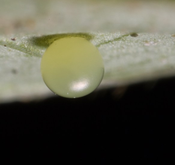 Snowberry Clearwing Moth egg on Japanese Honeysuckle