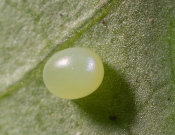 Bumblebee Moth egg