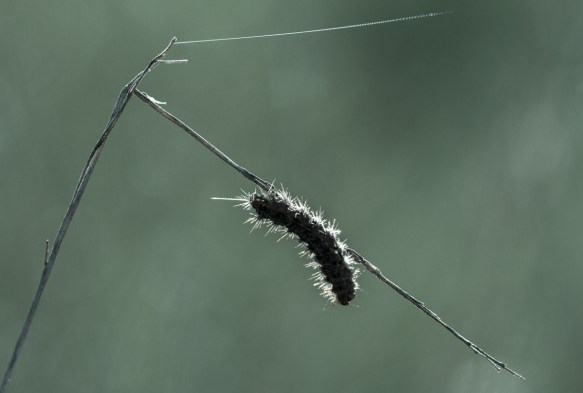 Caterpillar on bent grass stem cold tone