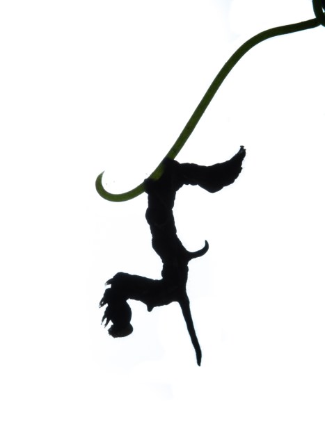 Curve-lined Owlet silhouette