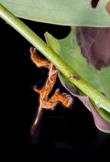 Curved-lined Owlet as dead leaf mimic