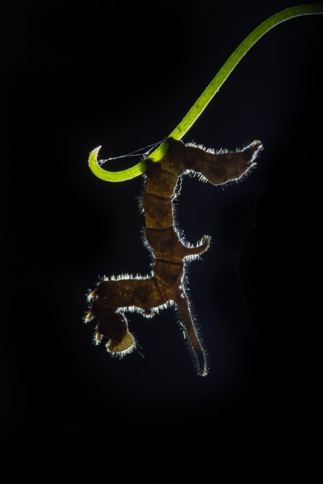 Curved-lined Owlet backlit