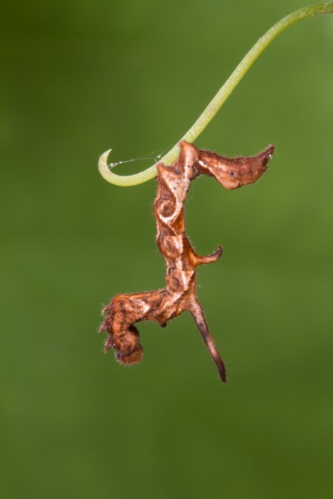 Curved-lined Owlet dark green background