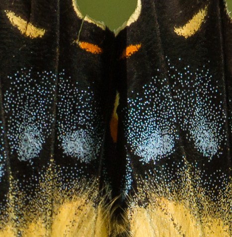 Eastern Tiger Swallowtail wing close-up 1