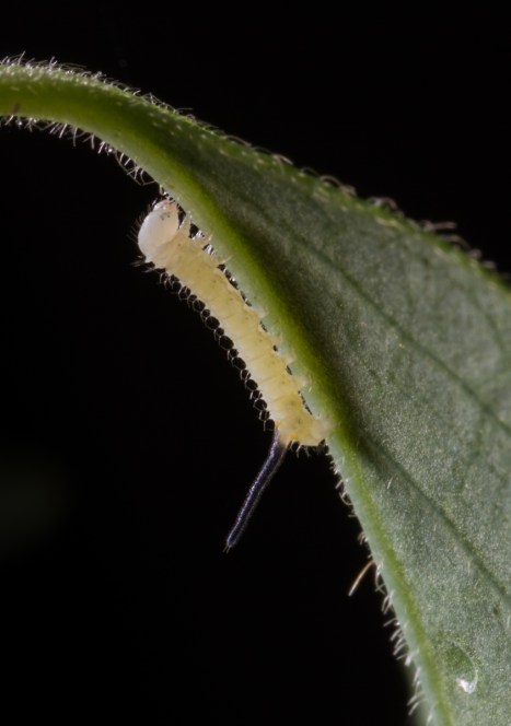 First instar Snowberry Clearwing 1