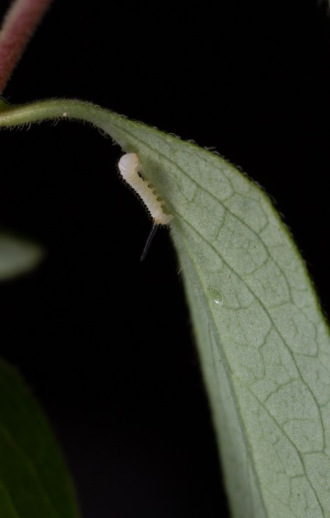 First instar Snowberry Clearwing on honeysuckle wide angle