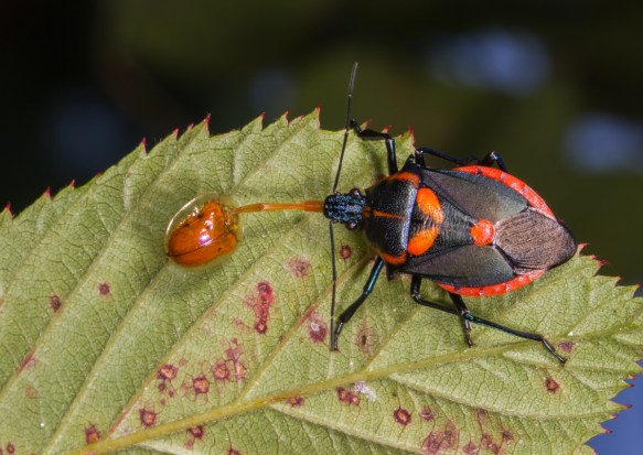 Florida Predatory Stinkbug