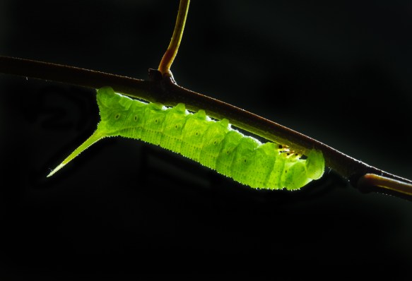 Hog Sphinx wth light from behind