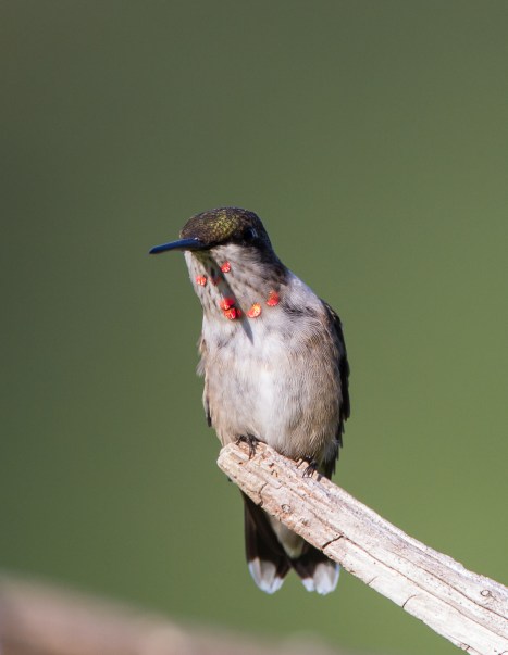 Hummingbird immature male