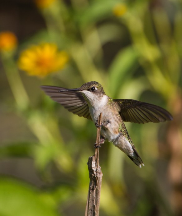 Hummingbird landing