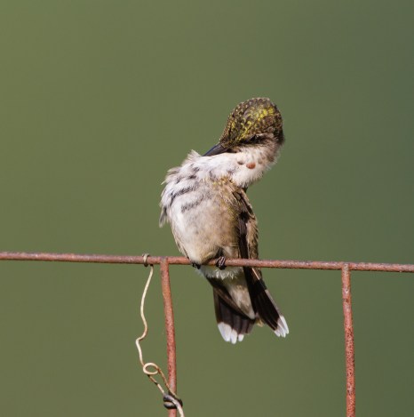 Hummingbird scratching